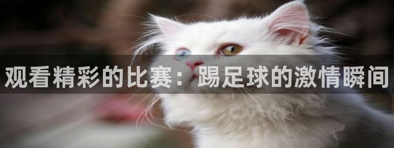  观看精彩的比赛：踢足球的激情瞬间