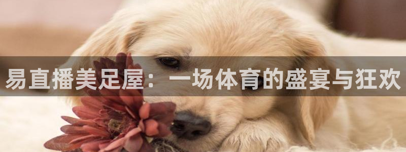 833体育赛事免费直播：易直播美足屋：一场体育的盛宴与狂欢