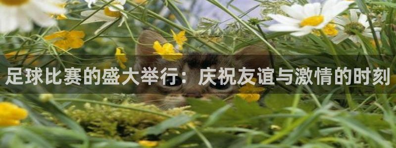 足球比赛的盛大举行：庆祝友谊与激情的